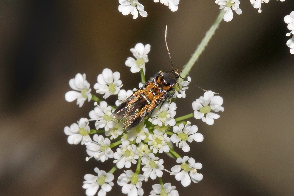 Gelechiidae? No, Cosmopterigidae - Pancalia leuwehnoekella